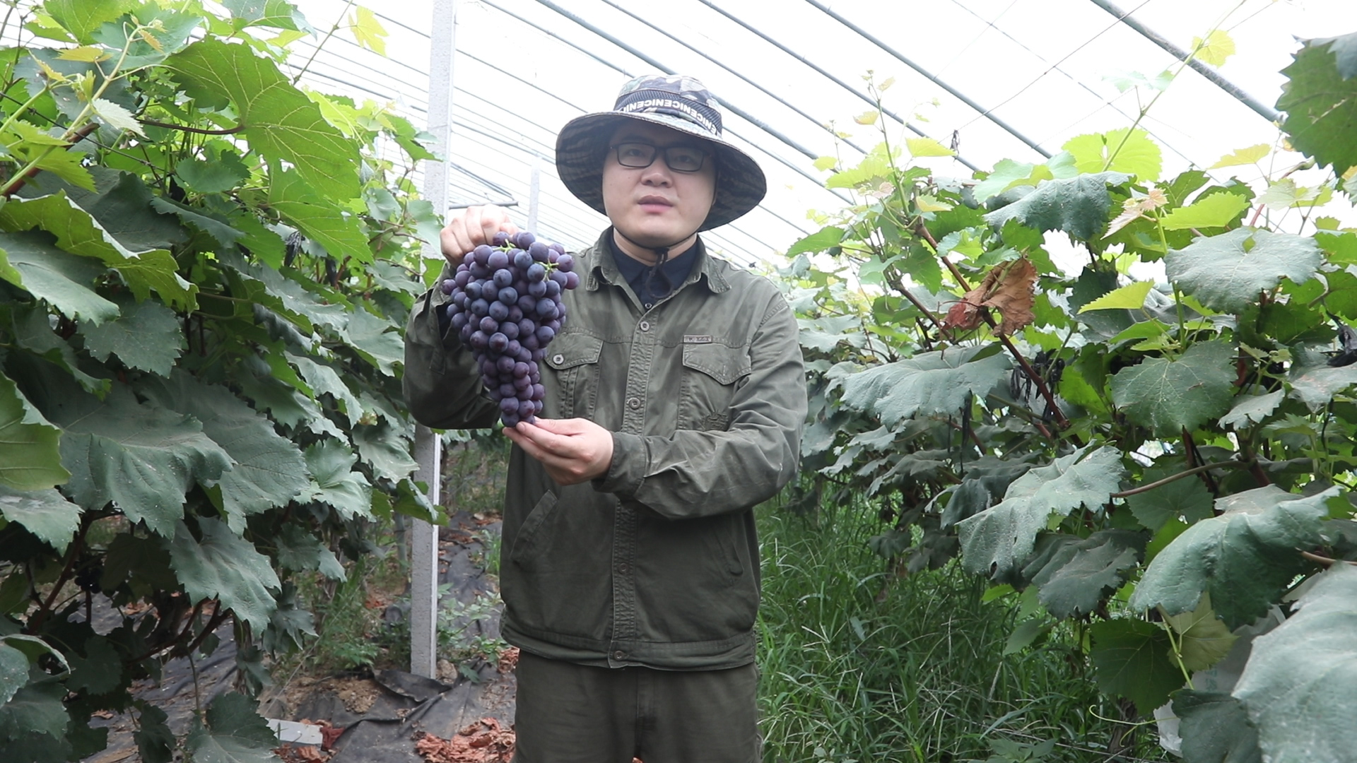 什么葡萄最好吃口感好,怎么挑可口脆的葡萄