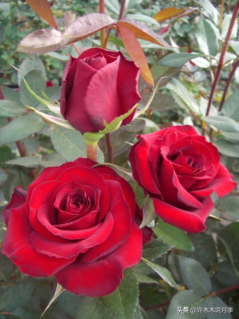 世上有黑色的花吗,世上有黑玫瑰吗