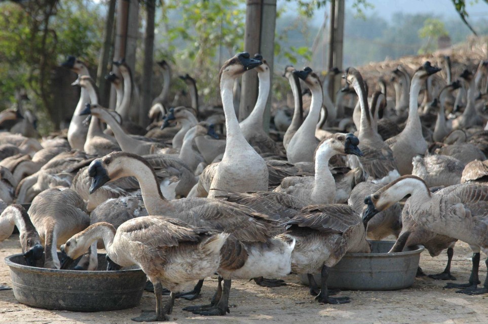 养殖乌鬃鹅每天的成本,大头鹅养殖技术大全
