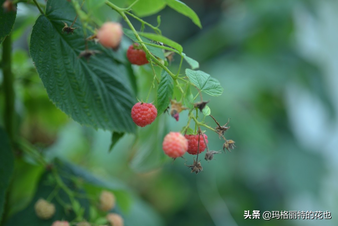 树莓在庭院怎么种植,树莓可在院子里种吗