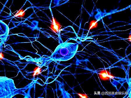 用中国千年古树元宝枫籽油，拒绝脑衰老，护航奋斗的生活