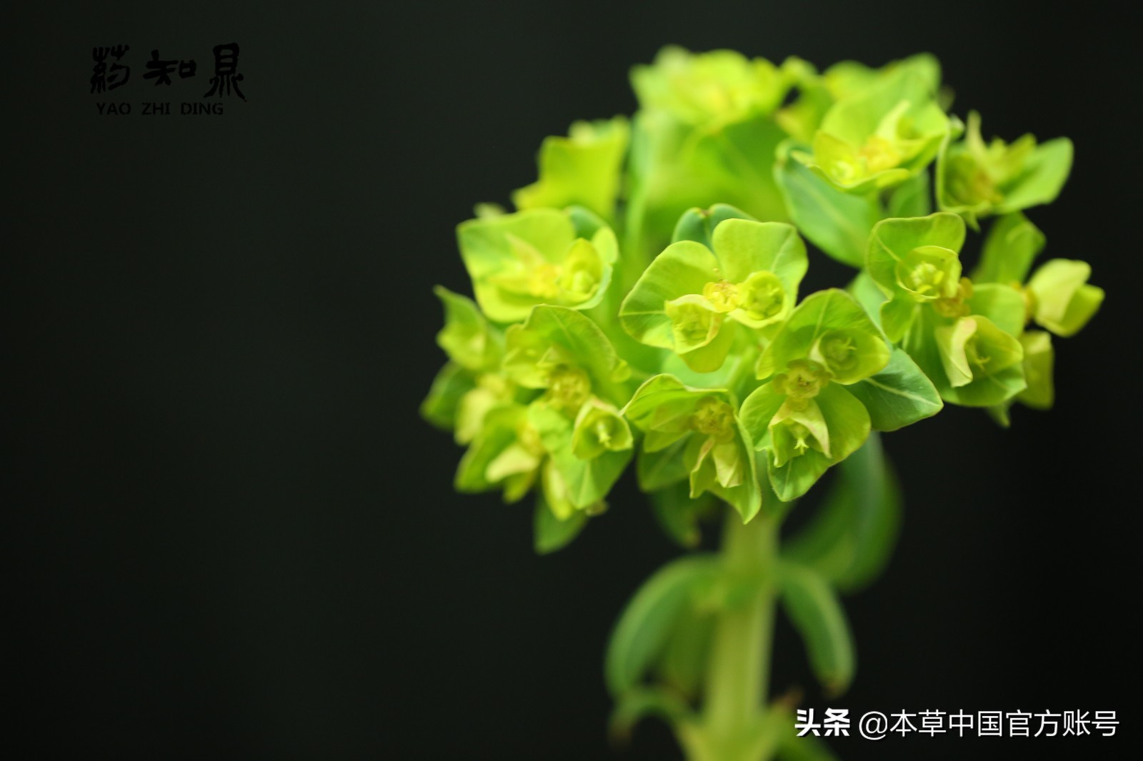 【本草百科·药知鼎——狼毒】花美却是恶毒之药，杀飞鸟走兽