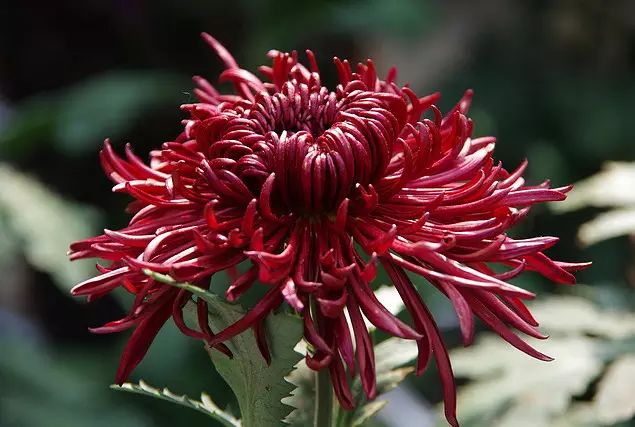 中国十大名花惊艳千年,中国十大名花美极了