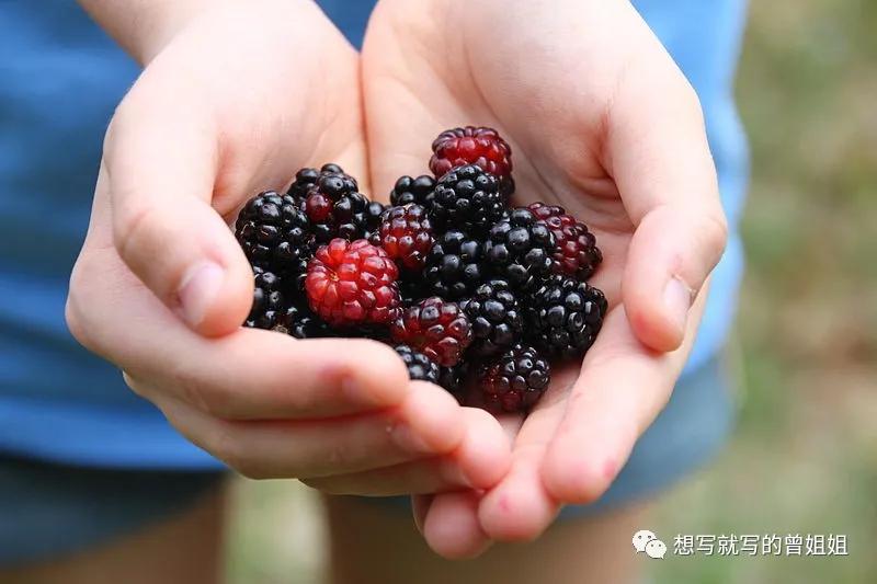 世界粮农组织推荐的蔬菜,五大健康水果黑莓