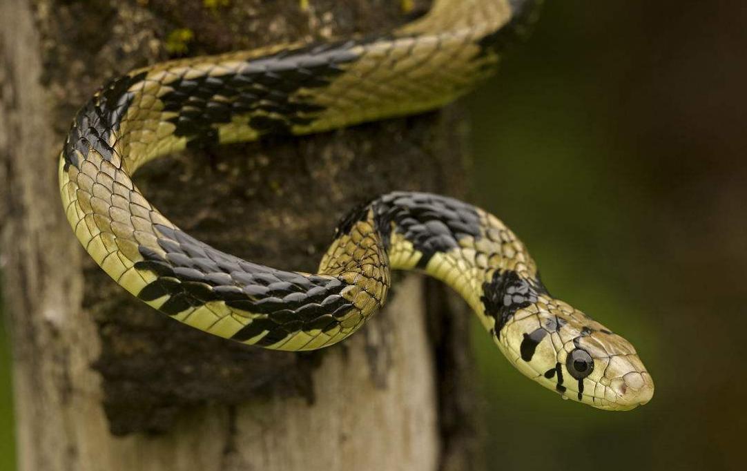杀蛇是种什么病,杀死蛇真的好吗