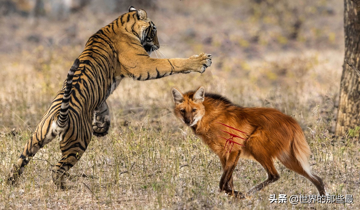 老虎单挑有多强,老虎最多能对抗几只狼