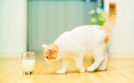 母猫发情声音是什么样的声音？声音具体表现是怎样的？