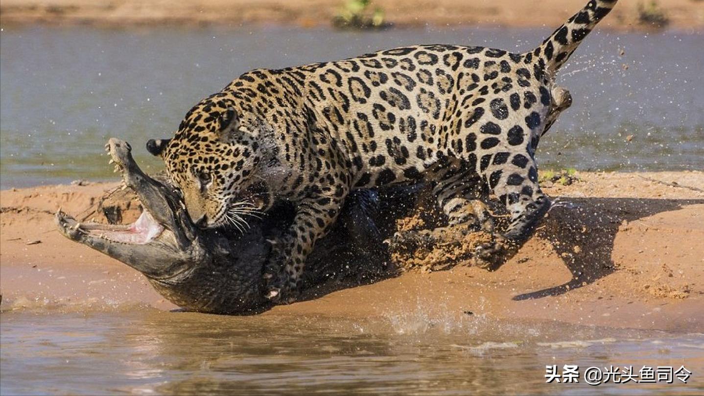 鳄鱼那么凶猛为什么不灭绝鳄鱼,鳄鱼的天敌和鳄鱼的种类谁最强
