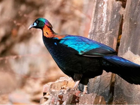 我国一级保护动物大盘点,中国只有一只的一级保护动物