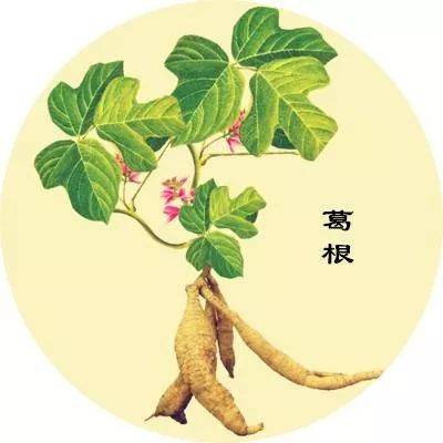 葛根的养生功效,葛根的七大功效是什么