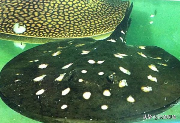魟鱼的饲养方法和注意事项,魟鱼的治疗