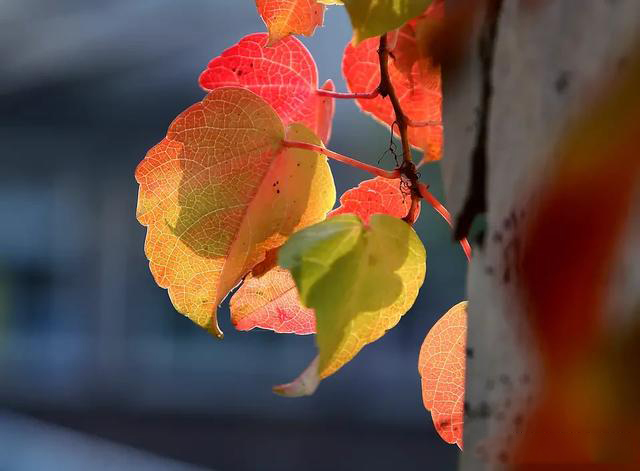 摄影有哪些乐趣和意义,摄影爱好者都喜欢拍什么