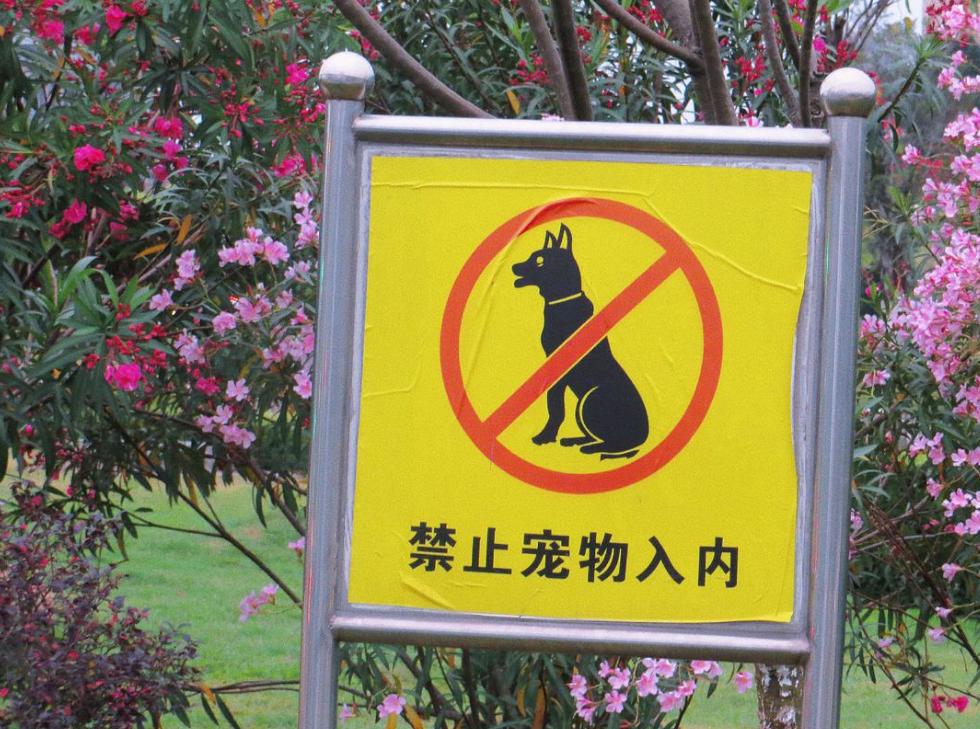 开车撞到宠物如何解决,开车撞到宠物狗怎么办