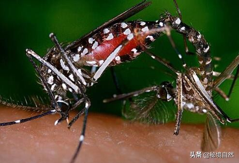 其实最毒的蚊子你被哪种蚊子咬过,被蚊子咬后如何判断是否是毒蚊子