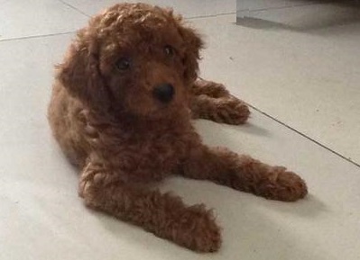 泰迪成年犬吃什么狗粮为好,泰迪狗怎么挑选狗粮的