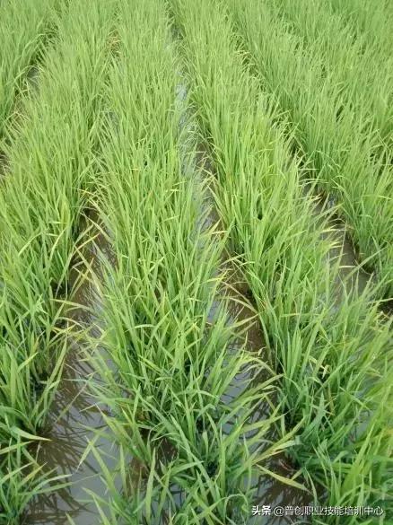 水稻黄叶打什么药最好,水稻怎么防止黄叶