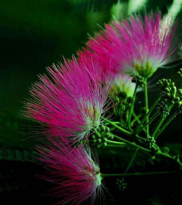 *欢合**花：花美叶美、有色有香的*欢合**花，管理与栽培