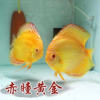 黄色的小型观赏鱼品种,黄色的观赏鱼鲤鱼