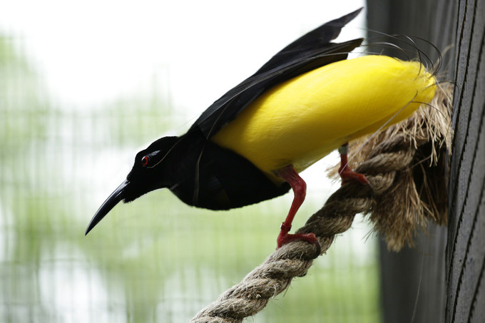 新加坡三个动物园哪个最好,新加坡动物园哪个最值得去看