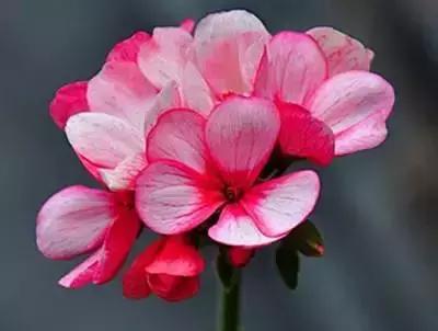 100种花的花语以及送花礼仪分享,100种花的名字和图片带花语