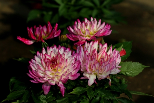 美丽的大连,大连普兰店区美丽乡村