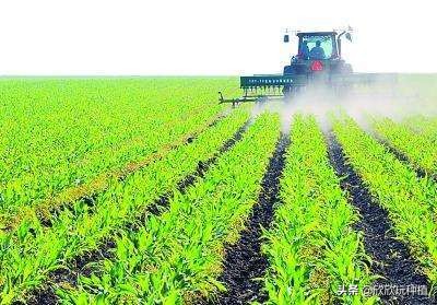 玉米心叶卷曲了，还能捋直吗？