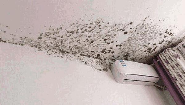 墙壁上的霉斑是怎么来的,墙壁发霉的霉菌会一直存活