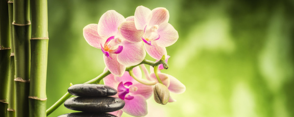 兰花有花箭了怎么养护,兰花打花苞了怎么养护