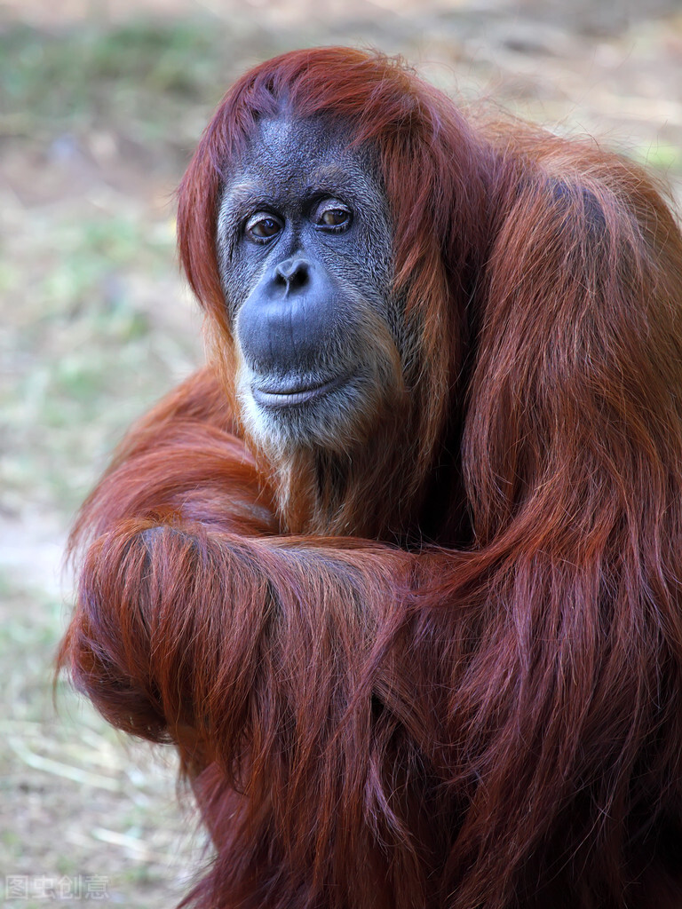 动物大猩猩深度解析,人科动物图谱