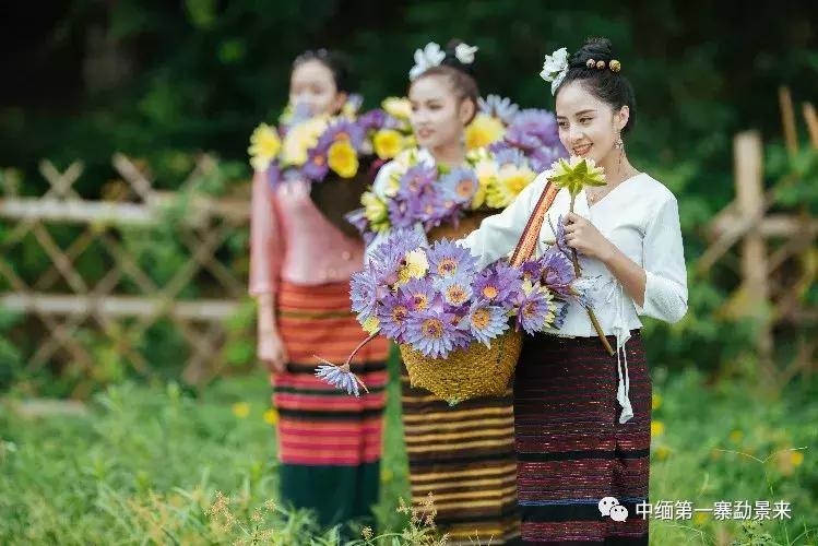 泰国顶级睡莲博士Dr.Nopchai版纳行，被勐景来圈粉