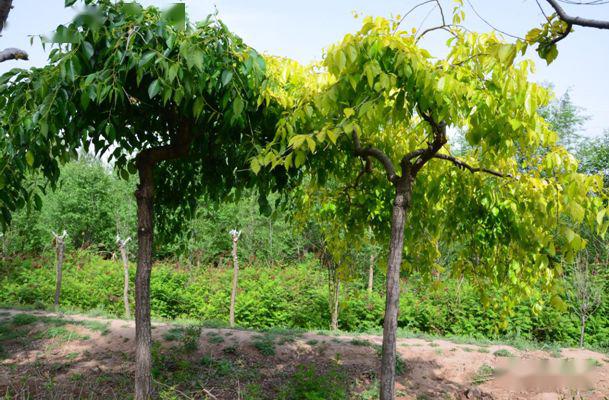 忻州花卉植物园,山西原平植物园