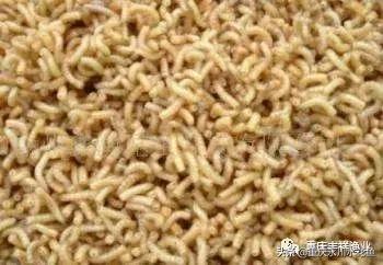 浮游动物饵料大全,各种动物饵料大全