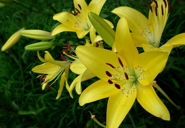 栽种百合花要注意2点技巧,手把手教你百合花是怎么繁殖的