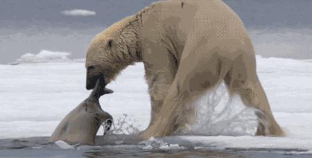 北极熊捕杀海豹的视频,北极熊捕杀海豹的真实过程