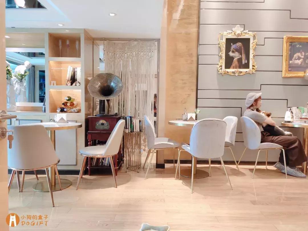 马克深圳最秀狗咖