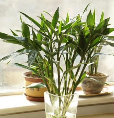 四种好养的植物,4种水培绿植