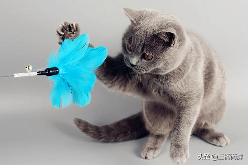 猫咪的奇妙物语,奇妙猫咪物语猫癣