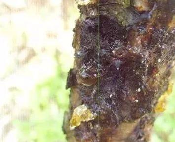 三华李采摘后施什么肥,三华李摘完李子后要怎样管理