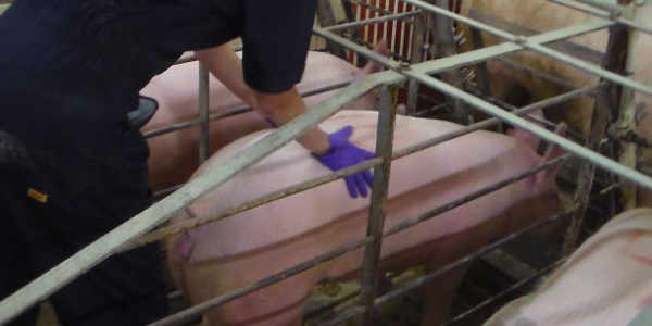 猪人工授精的行业现状,养猪是人工授精还是公猪授精好