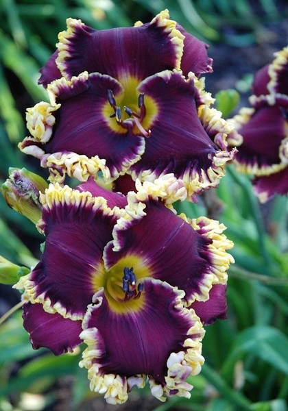 保证你没见过的新奇特植物 (令人大开眼界的植物世界)