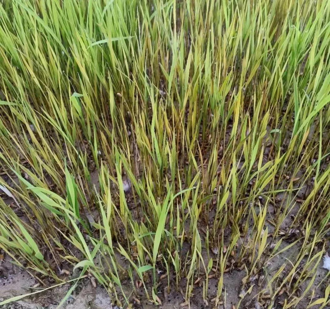 倒春寒死苗怎么治,倒春寒农作物受灾