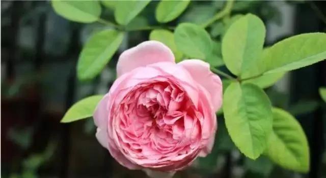 玫瑰有几种品种图片及名称,玫瑰品种分类名称及图片介绍