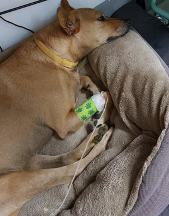 狗狗误食一点点巧克力会死吗,狗狗吃了巧克力轻微中毒的症状