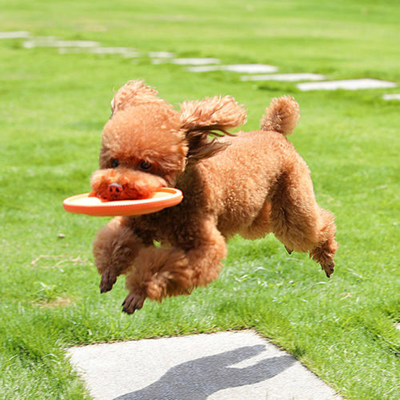 训犬师好做吗,训犬师多久能训好一只狗