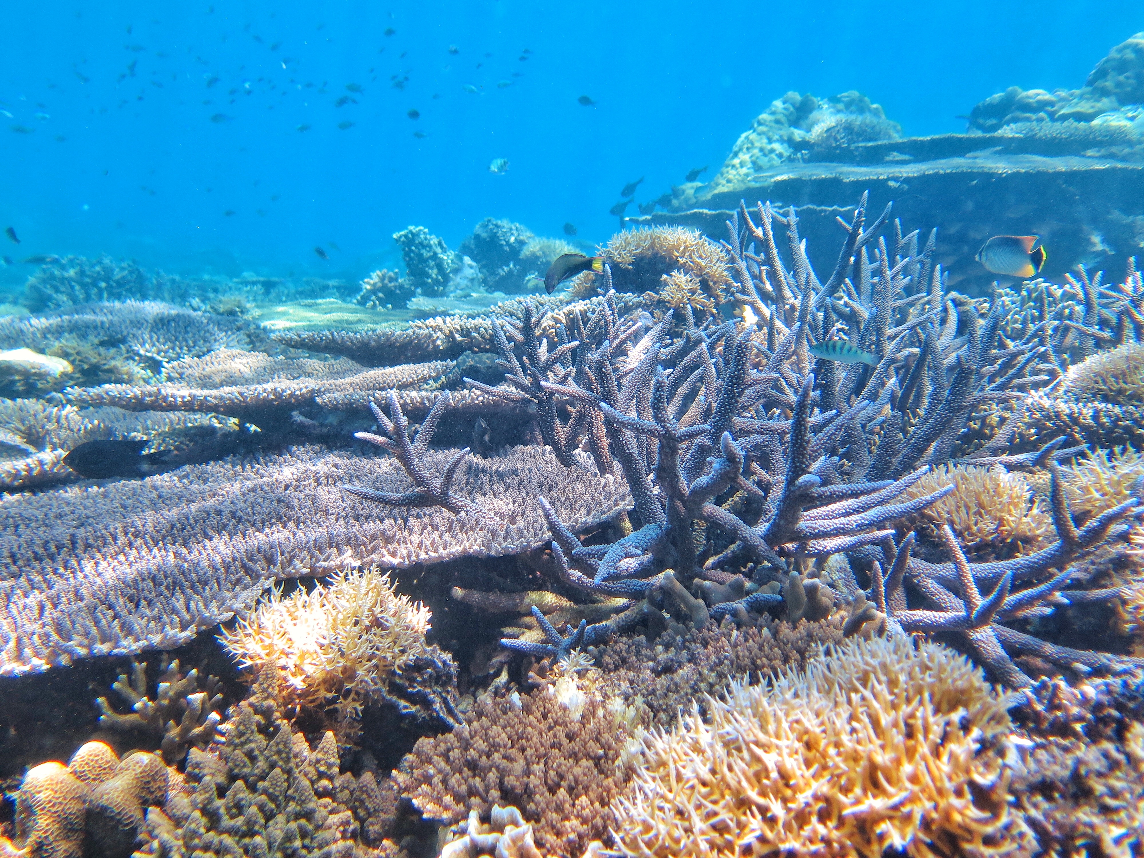 马来西亚沙巴6天5晚浪漫之旅,跟有趣的人在一起玩会有趣