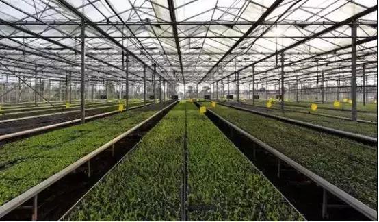 多利成都农庄门票,多利农庄门票