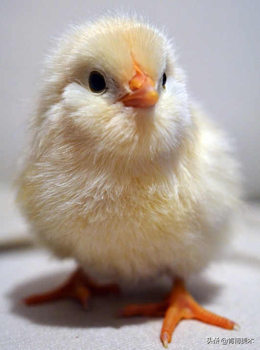 怎样画素描小鸡顶蛋壳,小鸡素描怎么画