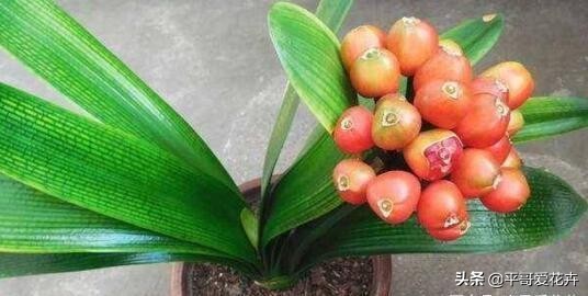 君子兰的种子培育方法和注意事项,君子兰水培和土培哪种成活率高