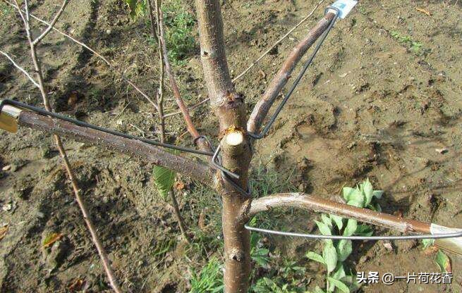 新栽桃树整形剪枝，不能忘记做好2件事，让桃树生长更加旺盛