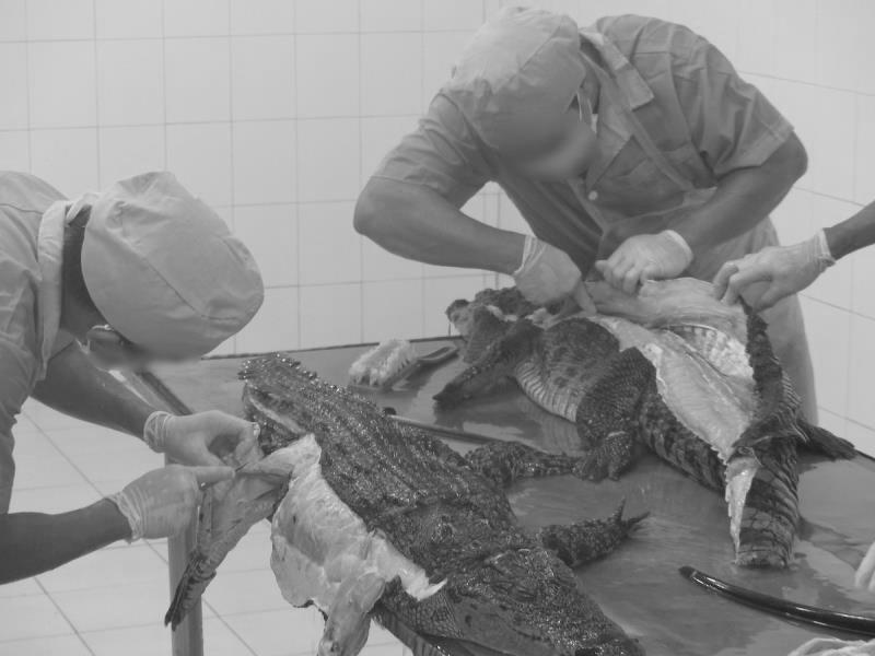 鳄鱼皮具真实事件,鳄鱼被扒皮